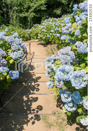hydrangea   15892010