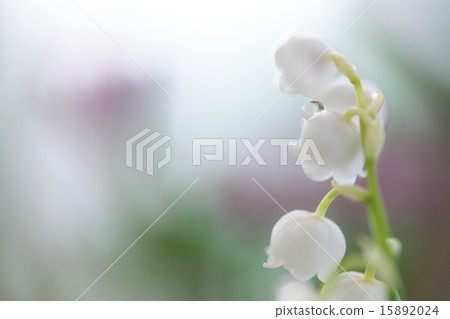 Lily of the lily 15892024