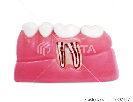 Anatomical inside good teeth, isolated on a white  15892107