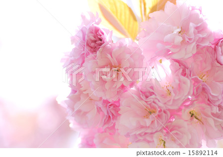 牡丹櫻桃樹 15892114