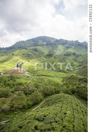 Tea Plantation At Cameron Highlands, Malaysia 15892132