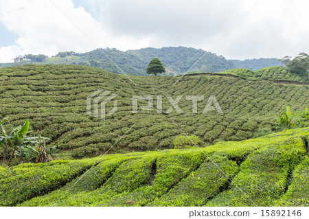 Tea Plantation At Cameron Highlands, Malaysia 15892146
