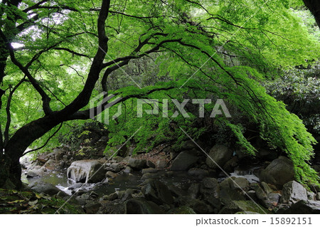 Mountain stream Mountain stream 15892151