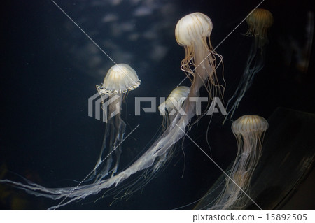 A long jellyfish with a tentacle 15892505