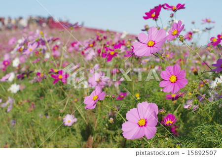 Cosmos towards the sky 15892507