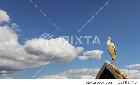 Stork on the roof Stork on the roof 15893479