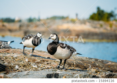 Barnacle Goose, Branta Leucopsis, Feral Goose On Rock 15894116