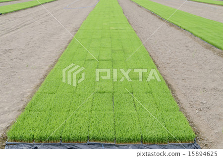 Seedling Seedling 15894625