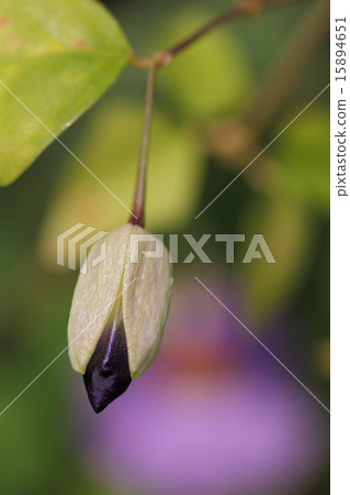 Tsunbergia·Wogheriana的花蕾 15894651