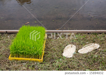 米飯和草編涼鞋 米飯和草編涼鞋 15894832