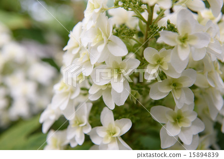 Kashiwaba hydrangea Kashiwaba hydrangea 15894839