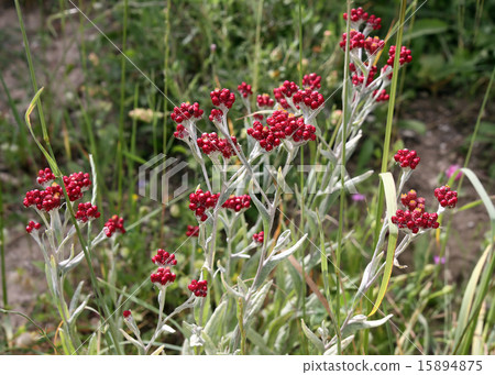 Helichrysum sanguineum 15894875