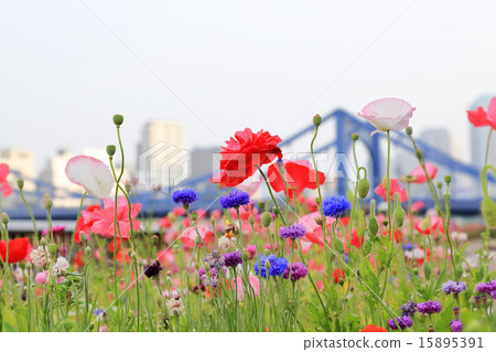 Kiyosubashi Kiyosubashi 15895391