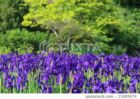 鳶尾花園 15895674