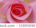 Rose of pink 15895690