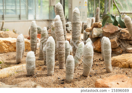 cactus cactus 15896089