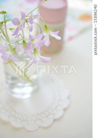 Oxalis·Trian草插入一杯 Oxalis·Trian草插入一杯 15896240