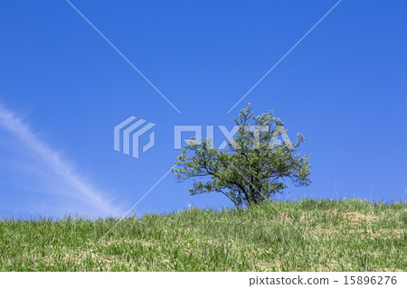 一棵樹 一棵樹 15896276