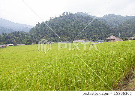 rice fields rice fields 15896305