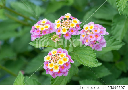 Lantana Lantana 15896507