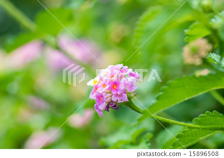 Lantana Lantana 15896508