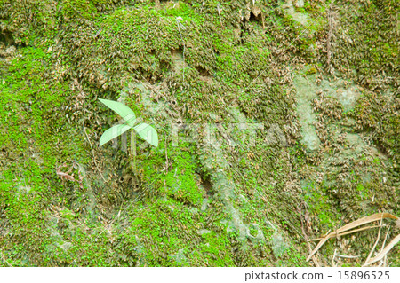 Small plants. 15896525