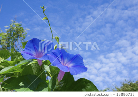 Ryukyu morning glory 15896735
