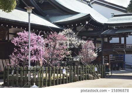 Osaka Tenmangu Shrine plum 15896878
