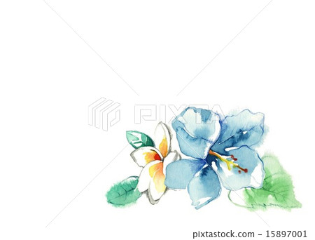 Hibiscus and Plumeria 15897001