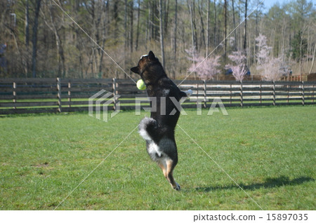 I love ball play! I love ball play! 15897035