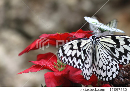 Flower and butterfly 15897280