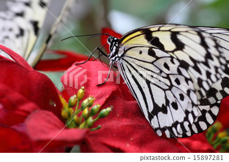 Red flowers and butterfly macro 15897281