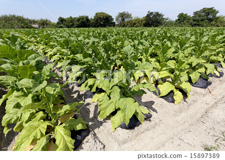 Tobacco field 15897389