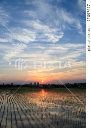 礦井Numata稻田的晚上風景 15897617