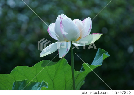 有一塵不染的瓣的蓮花桃紅色百合蓮花鱈魚子鉛筆 照片素材 圖片 1570 圖庫