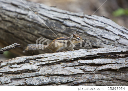 花栗鼠 15897954