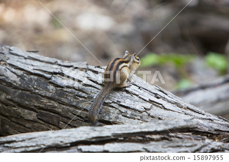 Chipmunk 15897955