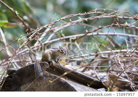 Chipmunk Chipmunk 15897957