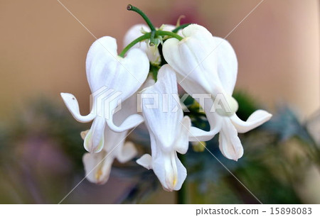 Komakusa Komakusa 15898083