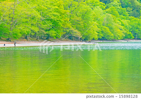 新鮮的綠色湖畔 新鮮的綠色湖畔 15898128