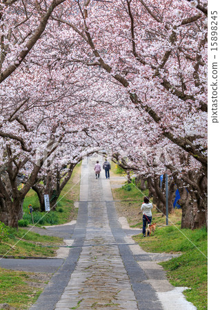 Cherry Arches 15898245