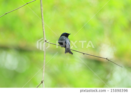Wild birds in Taiwan Wild birds in Taiwan 15898396