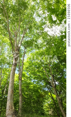 Looking up white birch 1 15898506