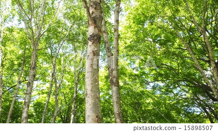 Looking up white birch 2 15898507