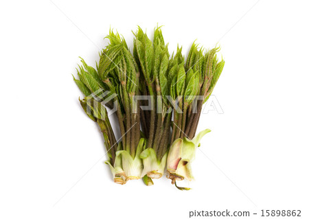 野生蔬菜Coasihiba 15898862