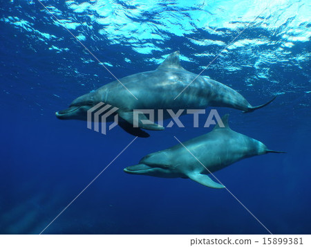 南方handwort海豚的父母和孩子 15899381