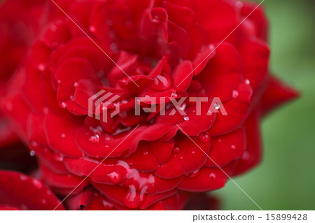 紅玫瑰夜間 15899428