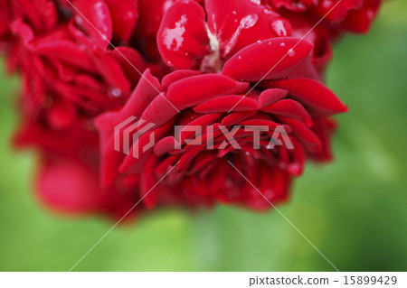 羅斯花夜間 15899429