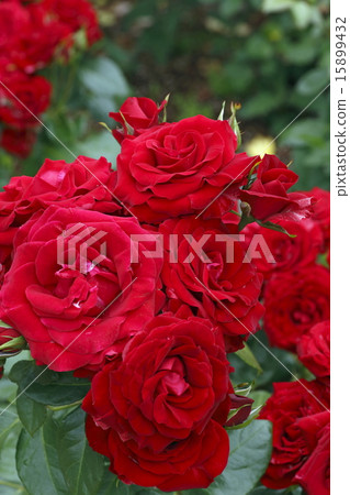 紅玫瑰夜間 15899432