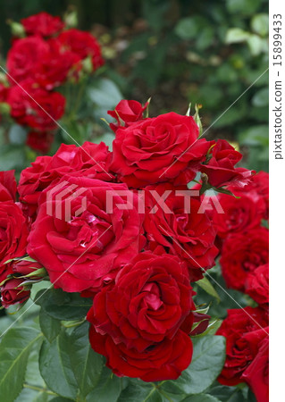 紅玫瑰夜間 紅玫瑰夜間 15899433